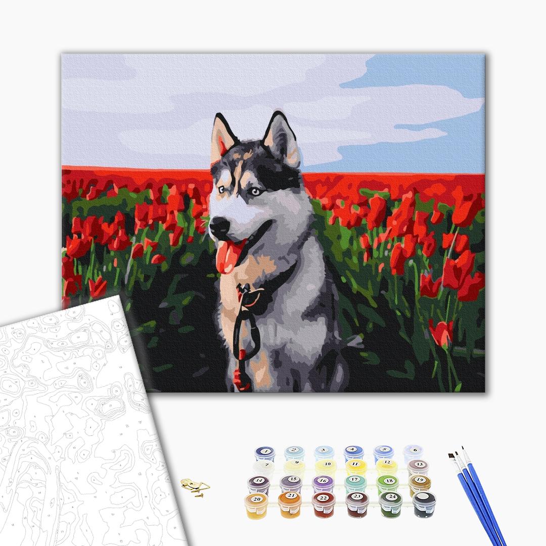 Painting by numbers Husky in a tulip field (BS30983)