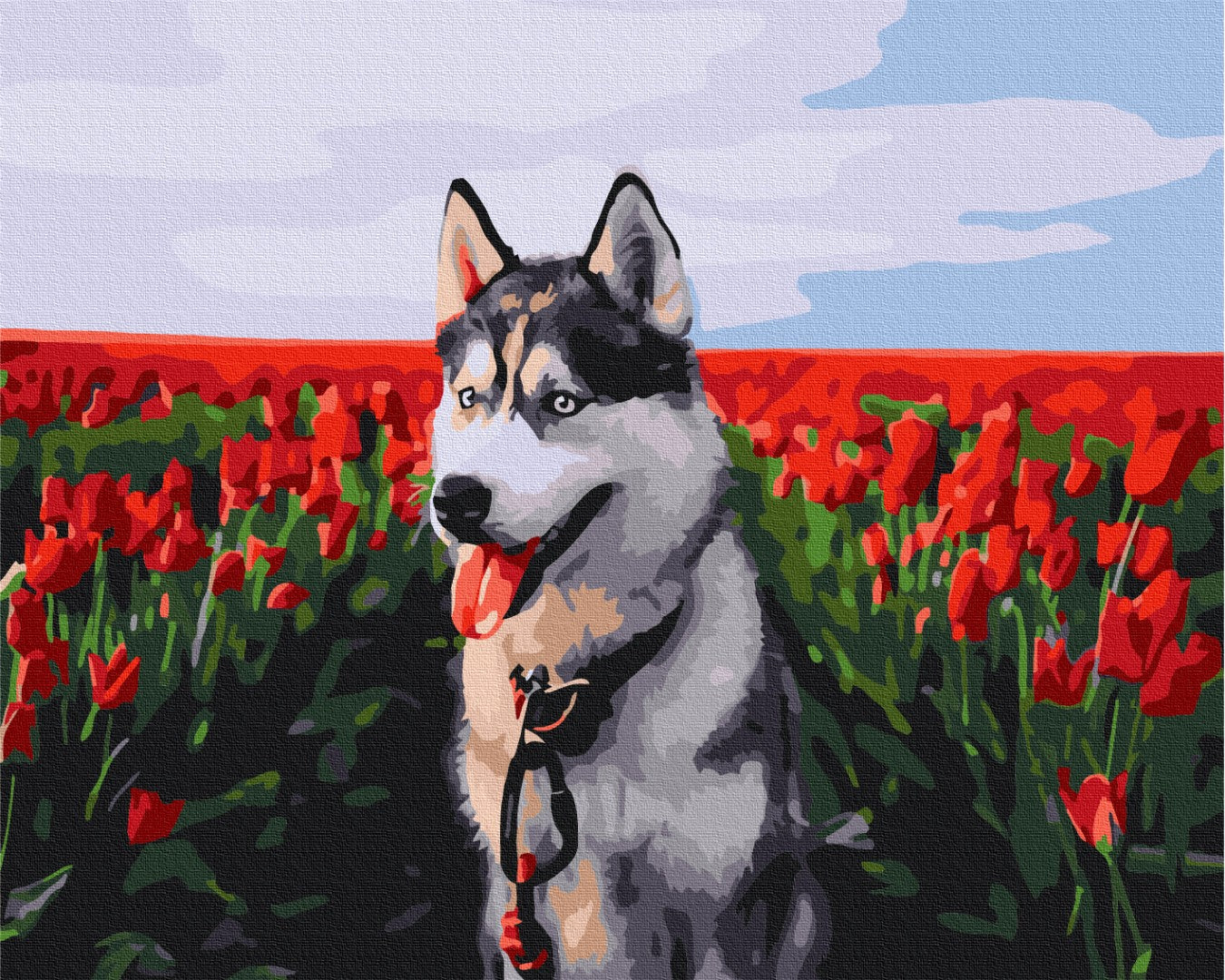 Painting by numbers Husky in a tulip field (BS30983)