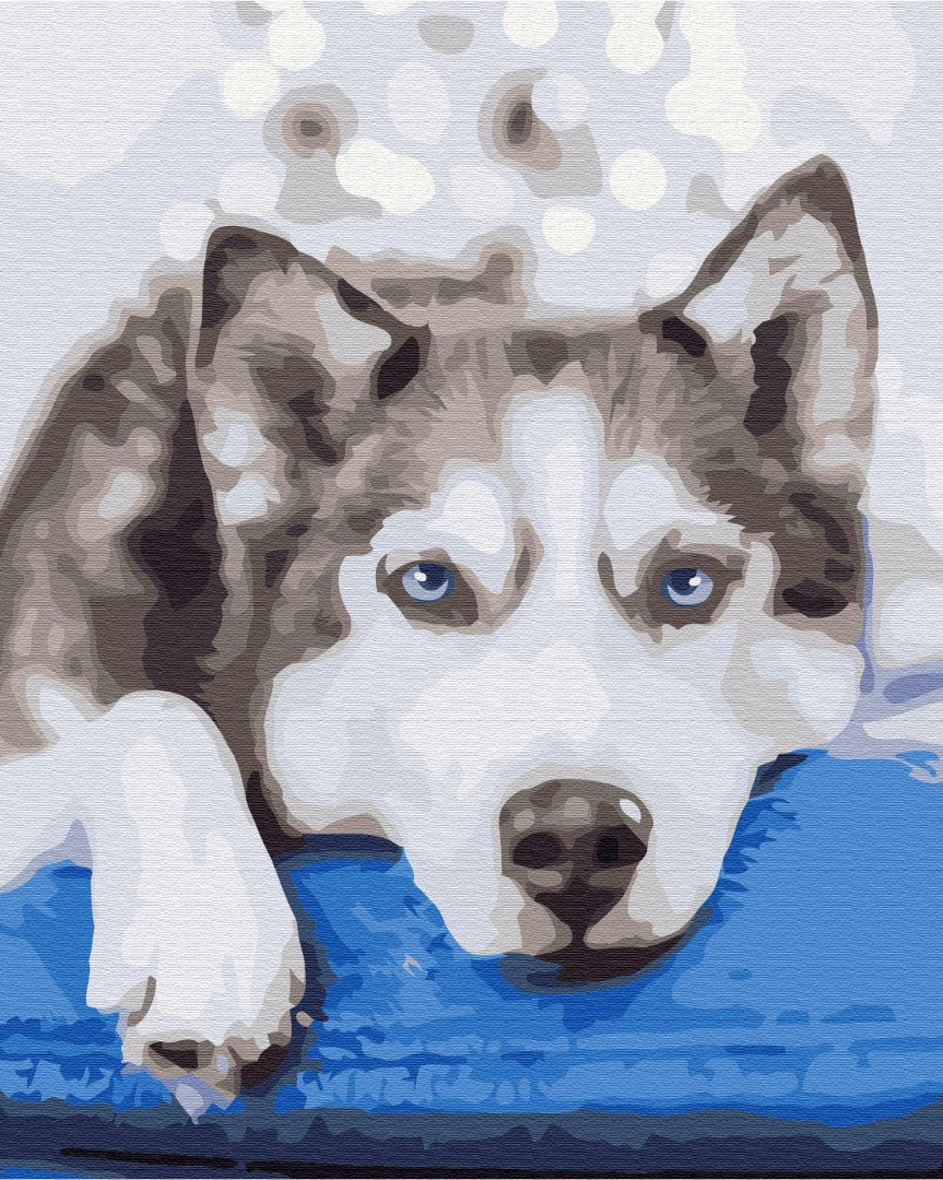 Painting by numbers Husky in anticipation (BS51895)