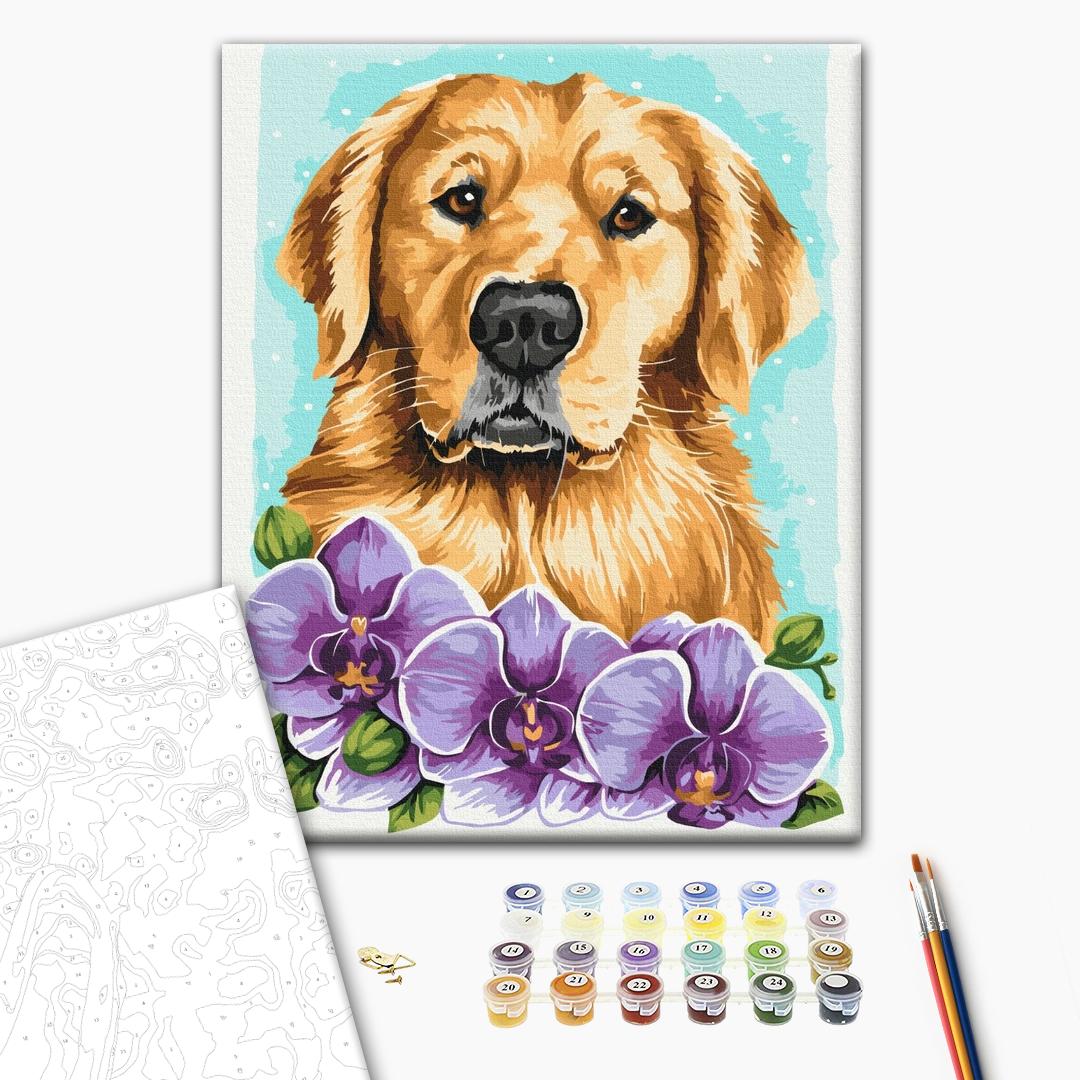 Painting by numbers Golden retriever © Anna Kulyk (BS53583)