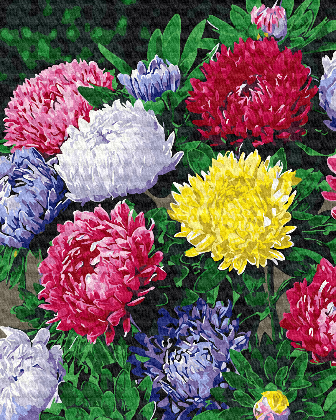 Painting by numbers Colorful asters (BS54120)
