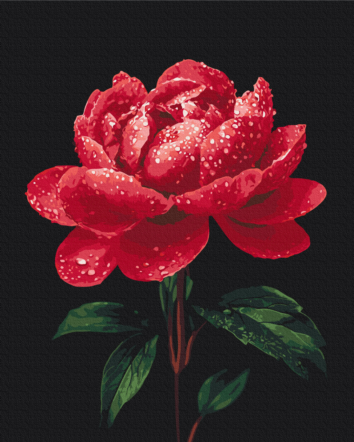 Painting by numbers Peonies in the glow of dew (BS54148)