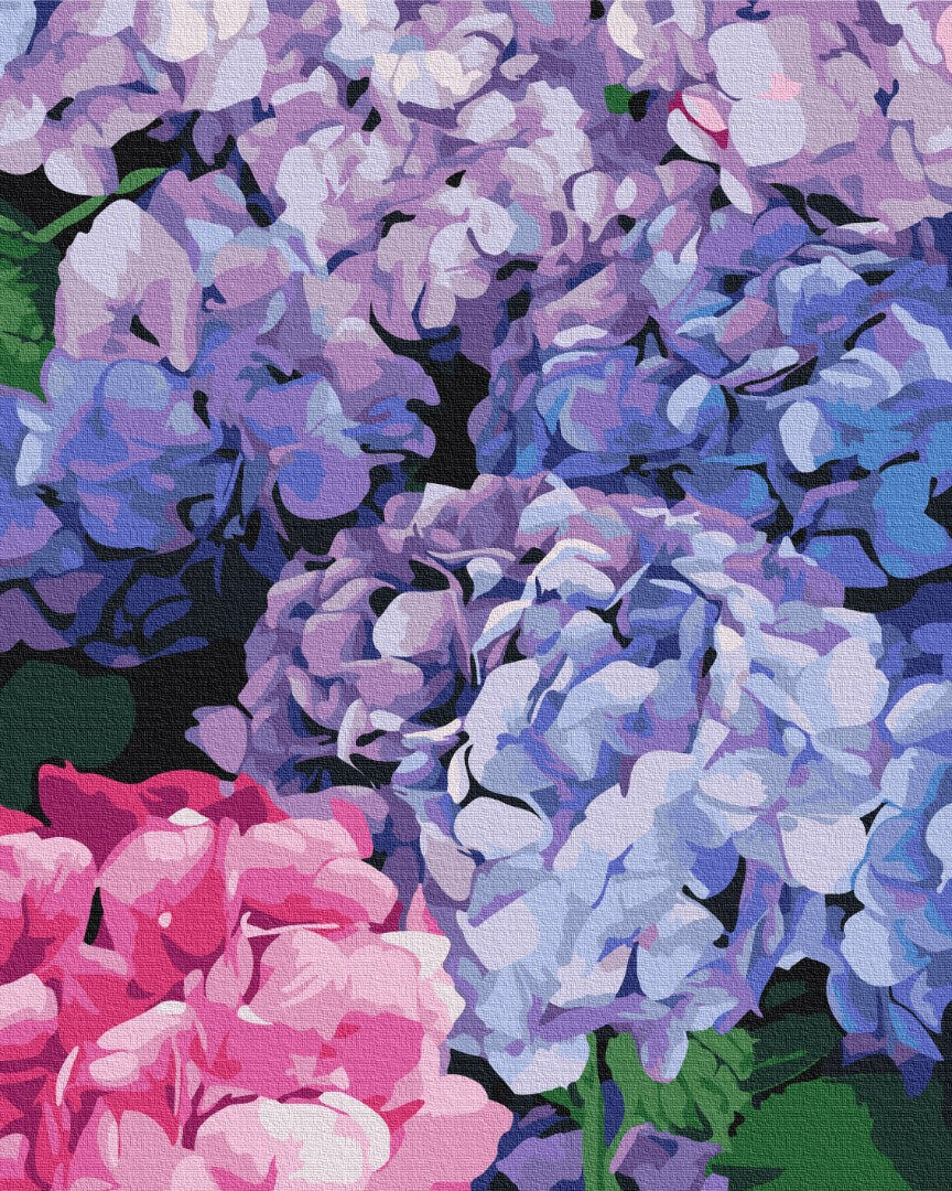 Painting by numbers Bright hydrangea (BS51667)