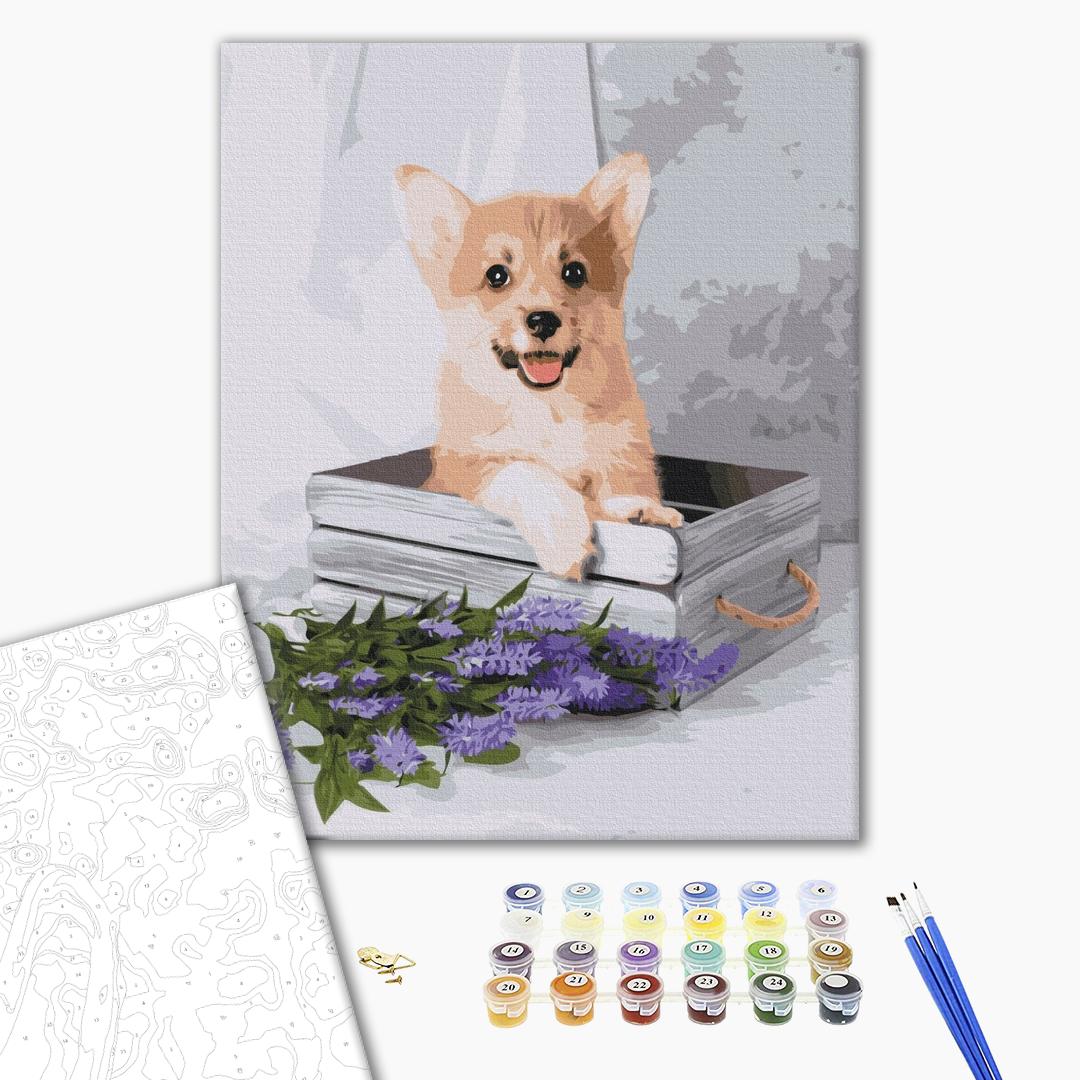 Painting by numbers Playful corgi (BS52653)