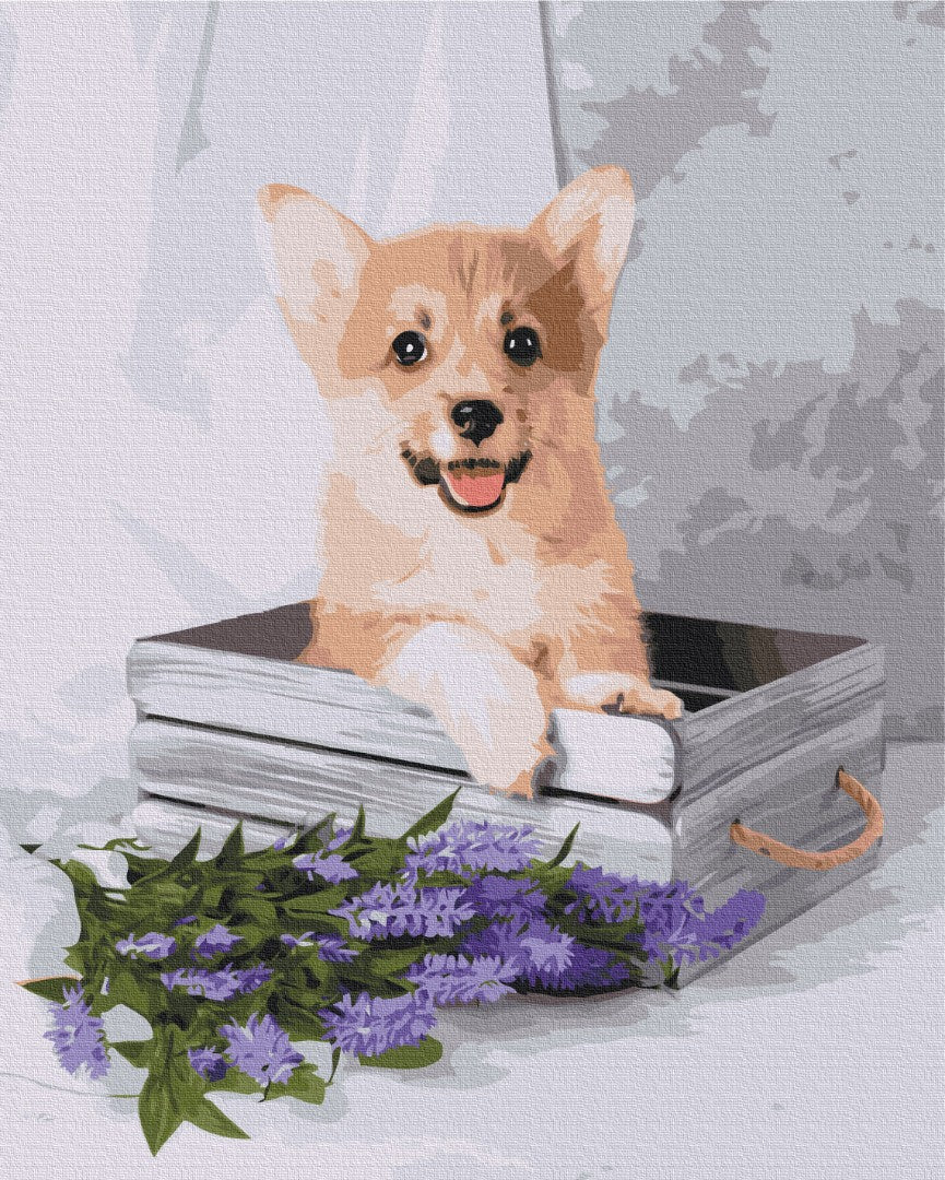 Painting by numbers Playful corgi (BS52653)