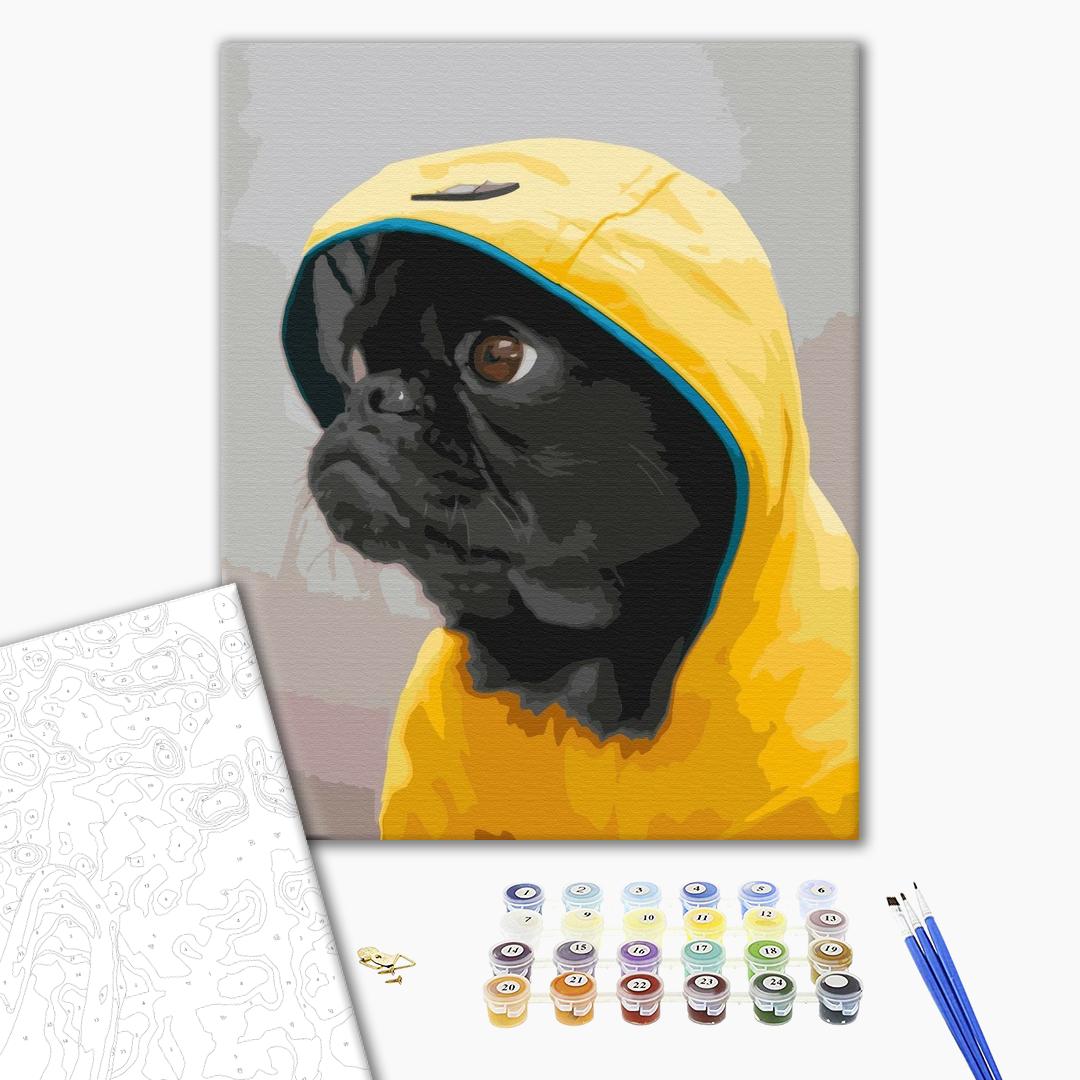 Painting by numbers Pug in hood (BS52614)