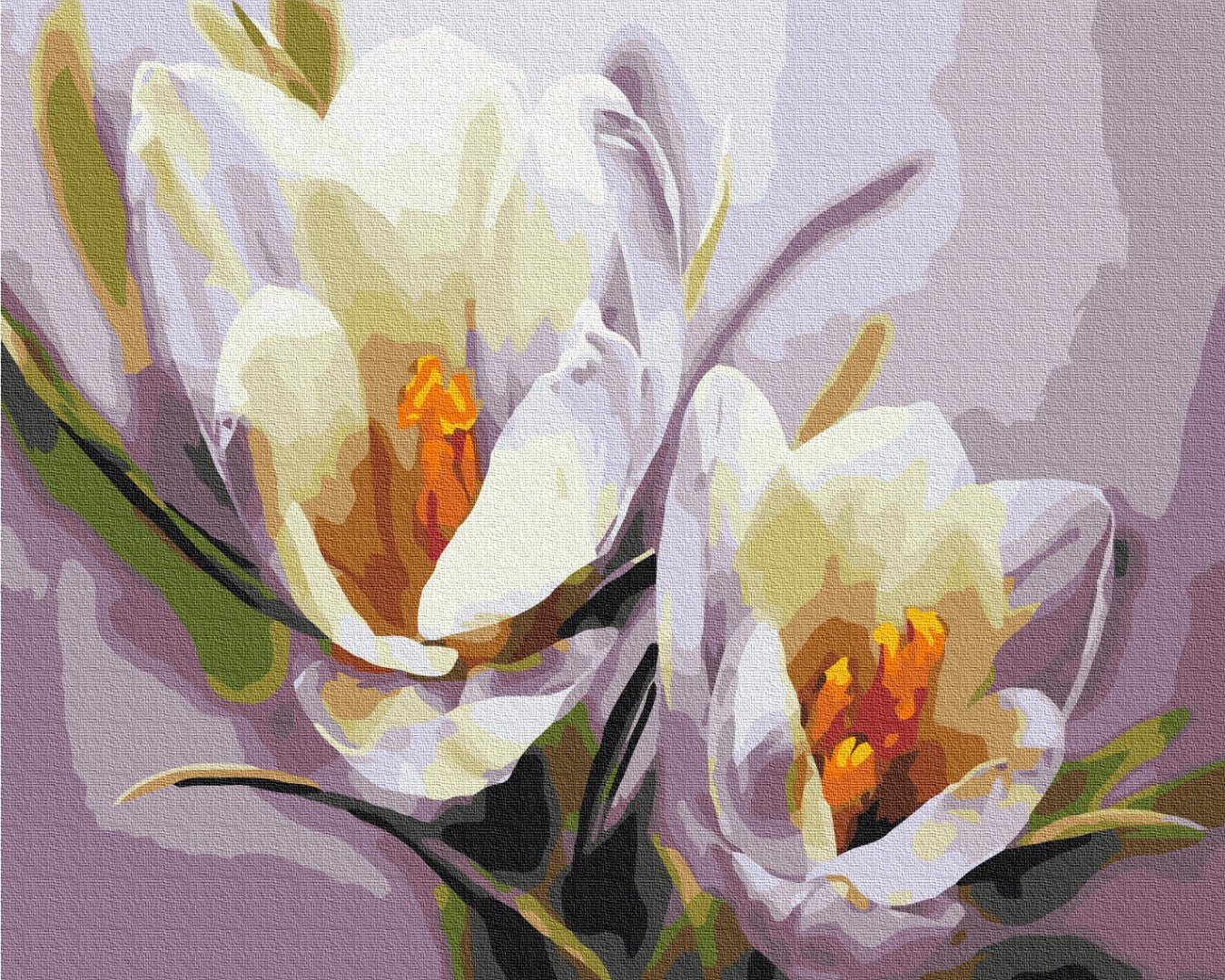 Painting by numbers Crocuses (BS5828)