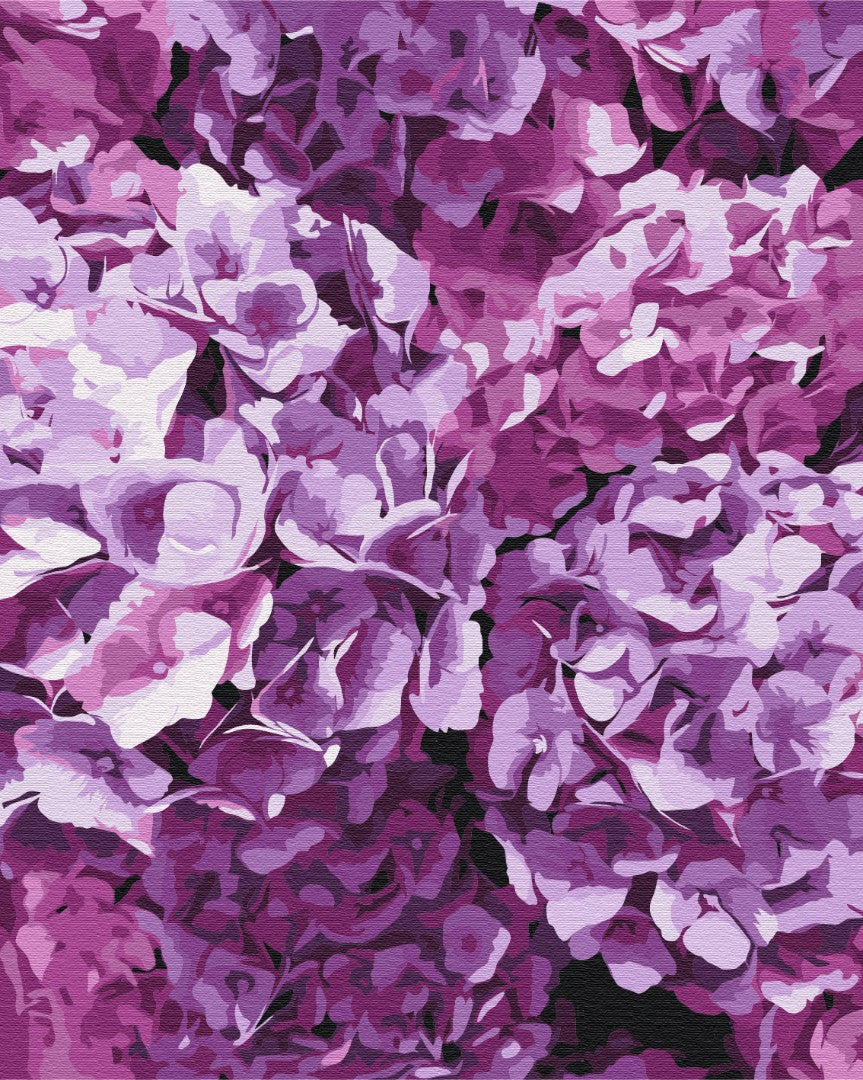 Painting by numbers The beauty of hydrangeas (BS52750)