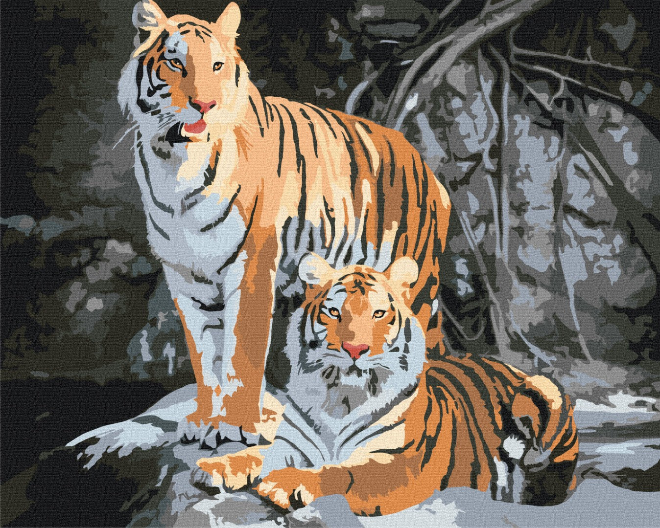Painting by numbers Wild tigers (BS52793)