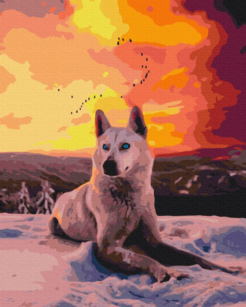 Painting by numbers Arctic wolf (BS35782)