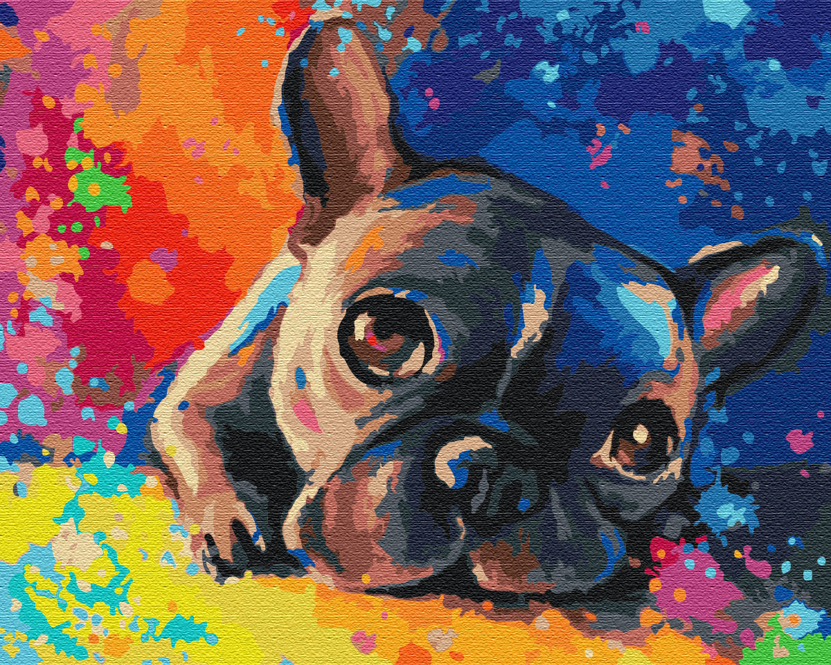 Painting by numbers Colored bulldog (BS28895)