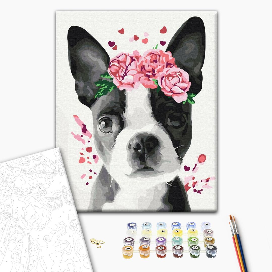 Painting by numbers Boston terrier in a crown (BS26782)