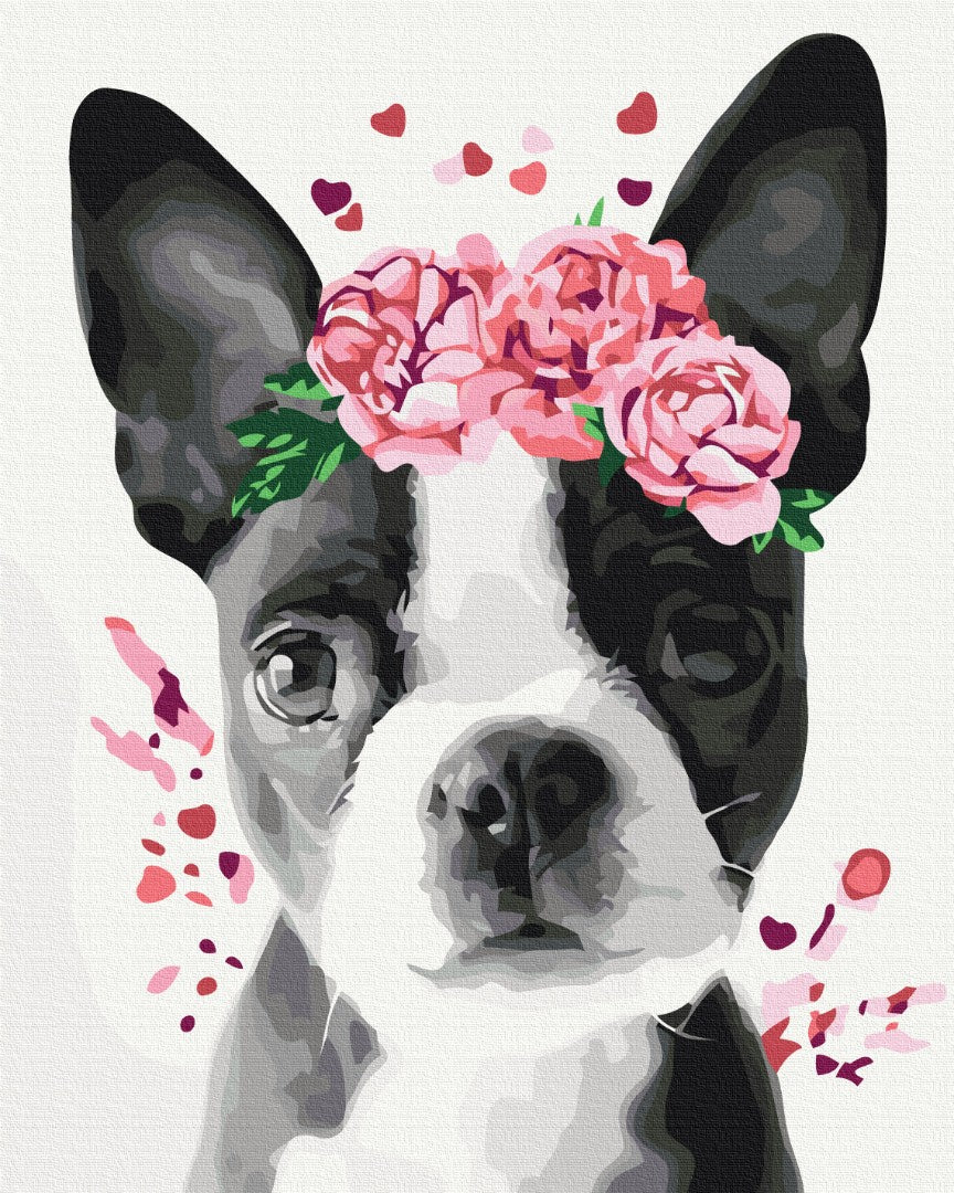 Painting by numbers Boston terrier in a crown (BS26782)