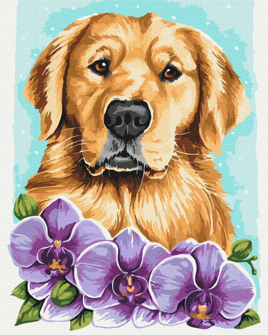 Painting by numbers Golden retriever © Anna Kulyk (BS53583)