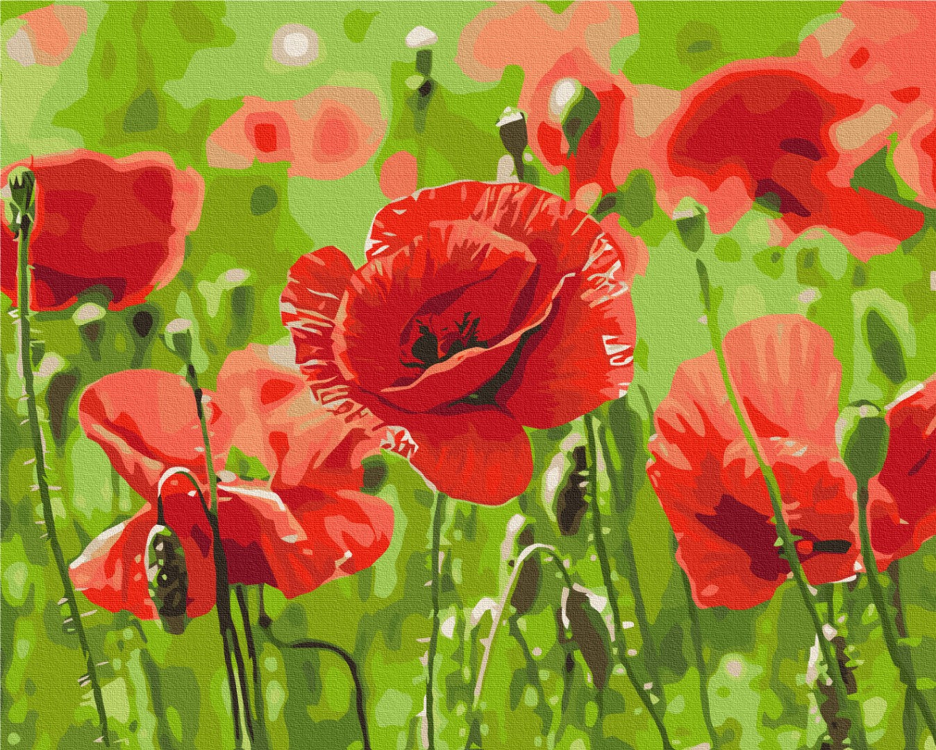 Painting by numbers Red poppies (BS53703)