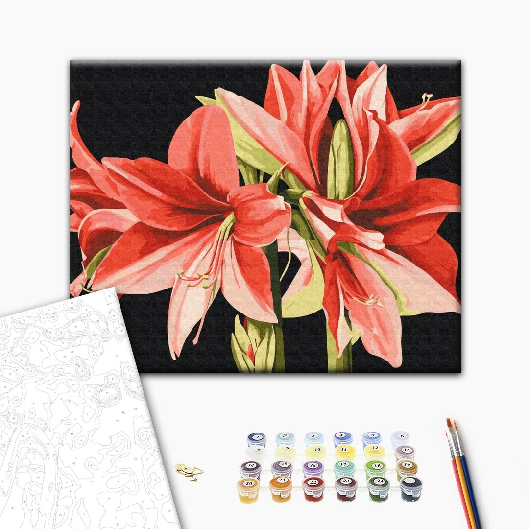 Painting by numbers Amaryllis © Anastasiia Osmolovska (BS53725)