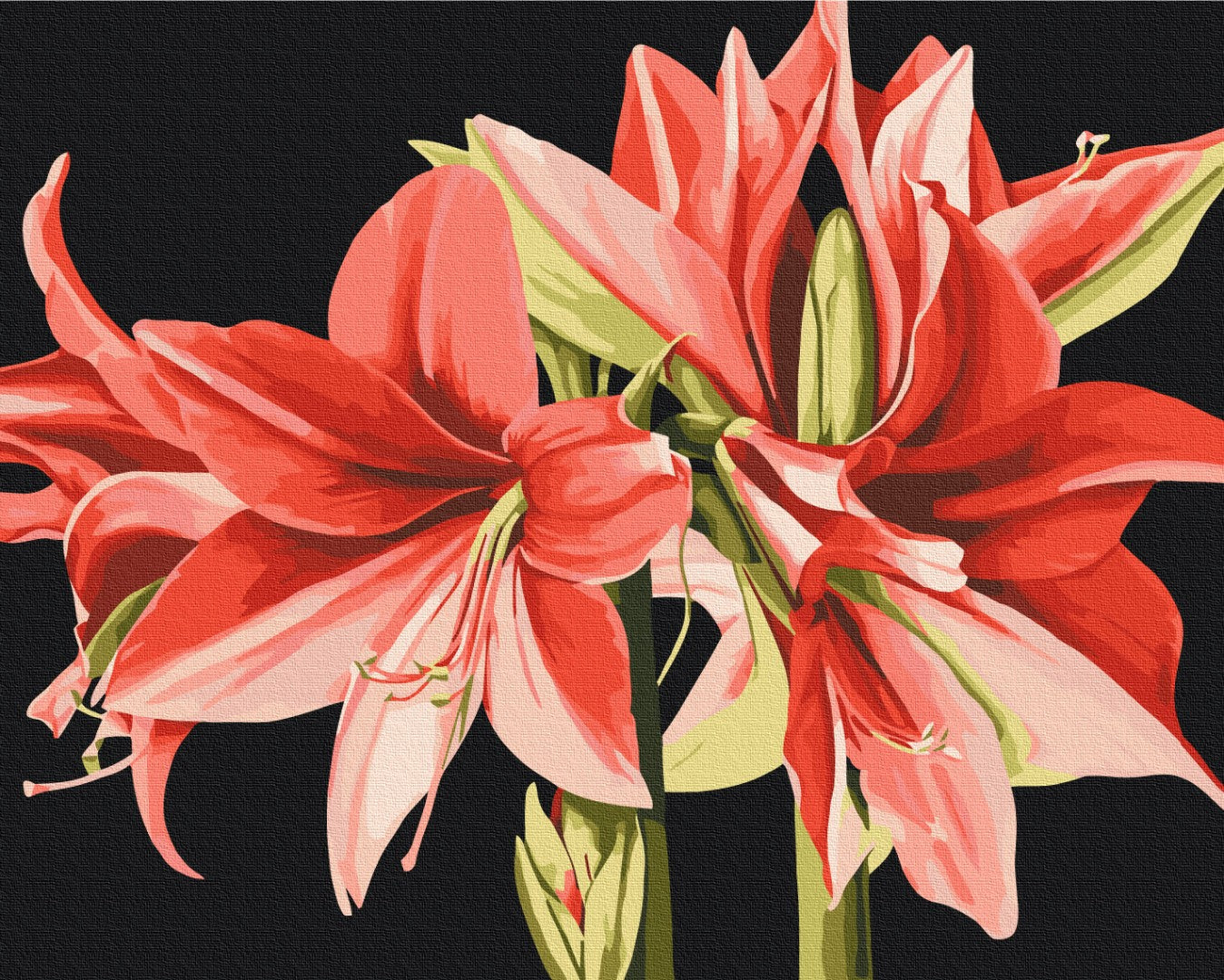 Painting by numbers Amaryllis © Anastasiia Osmolovska (BS53725)