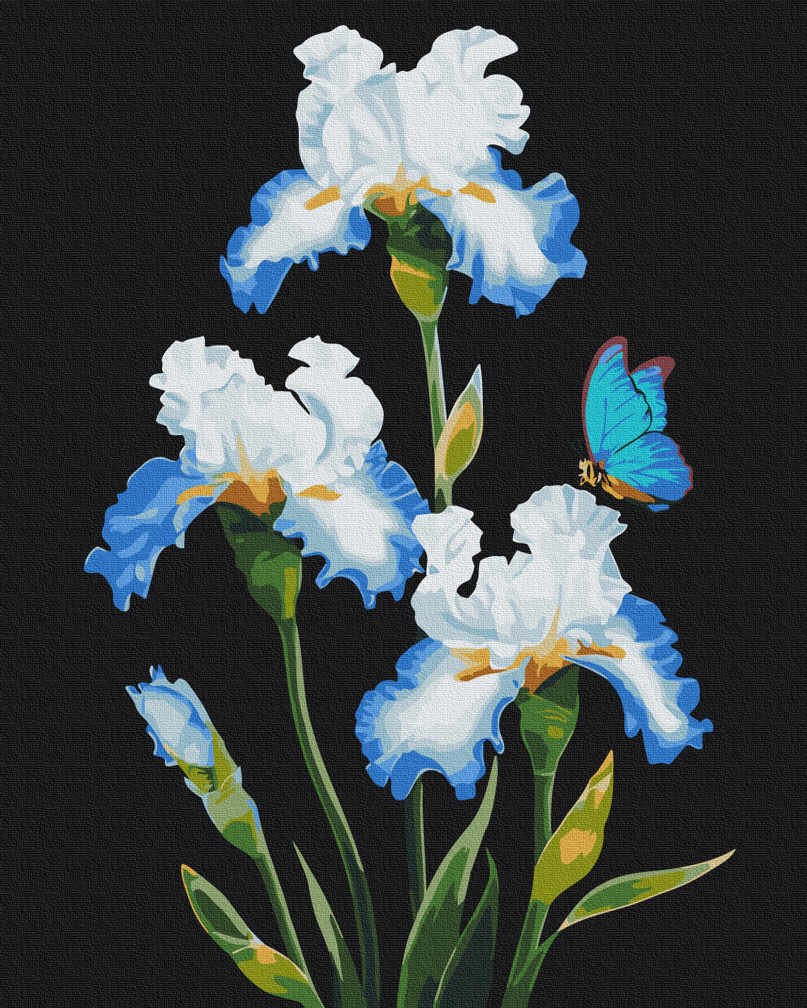 Painting by numbers Irises © Anna Steshenko (BS53915)